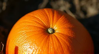 From Fields to Feasts:  The Unseen Labor in Sicilian Citrus Bounty