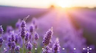 The Lavender Fields' Kiss: Provence's Herb-Infused Cuisine and the Essence of Summer