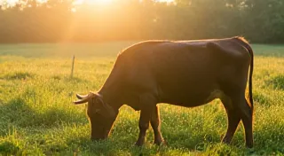A Pastoral Chorus: The Dairy Delights of Switzerland and the Landscape They Reflect